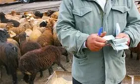 دستمان به گوشت نمی‌رسد!
