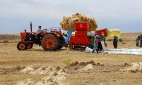 چهارشنبه هم گذشت ولی قیمت خرید تضمینی گندم اعلام نشد!

