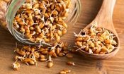 خوراکی که سبب افزایش طول عمر می‌شود