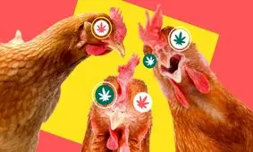 مزرعه ای که به مرغ هایش ماریجوآنا می دهد و دو برابر قیمت می فروشد