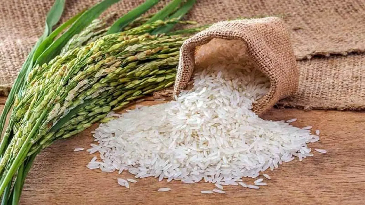 برنج برای اولین بار کجا کشت شد؟/ ویدئو