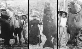 عکاسی ماهی: هر چه بزرگ تر، جالب تر