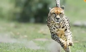 فداکاری یوزپلنگ مادر برای نجات توله‌اش از حمله شیر/ ویدئو