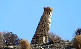 مشاهده یوزپلنگ آسیایی در سبزوار/ ویدئو