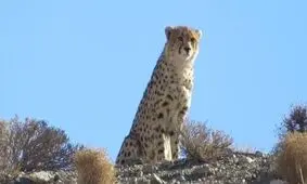 مشاهده یوزپلنگ آسیایی در سبزوار/ ویدئو