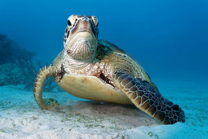  ترفند جالب لاک‌پشت برای فرار از دست کوسه/ ویدئو 