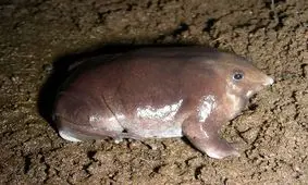 کشف قورباغۀ متفاوتی که در هر قرن فقط یک بار اتفاق می‌افتد!/ عکس