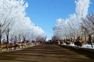 یخبندان درختان در دهگلان کردستان/عکس
