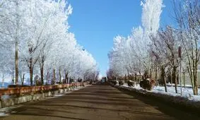 یخبندان درختان در دهگلان کردستان