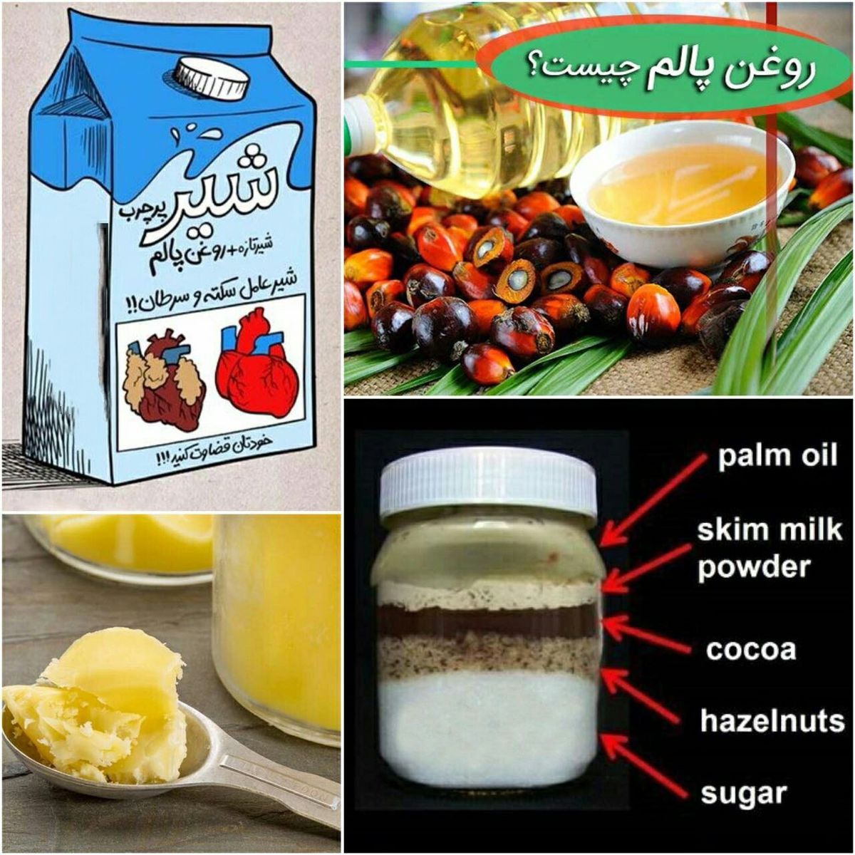 روغن پالم ازدرخت نخل گرفته میشود!