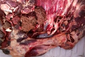کشف ۳ تن گوشت فاسد از یک انبار در نیشابور