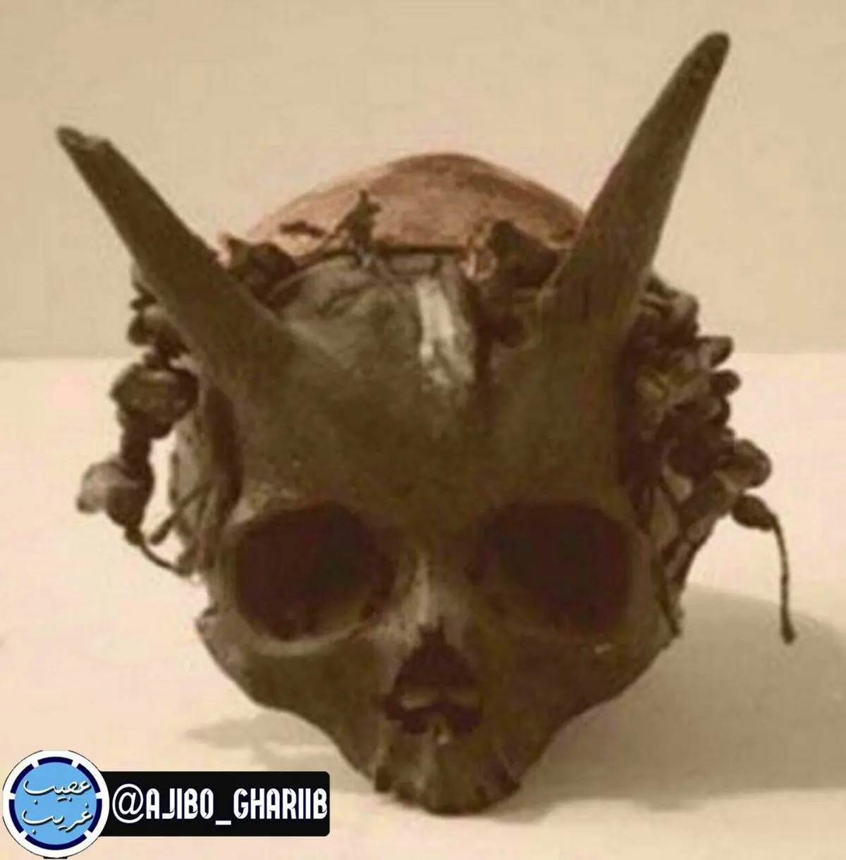 داستان انسانهای شاخدار از کجا شروع شد