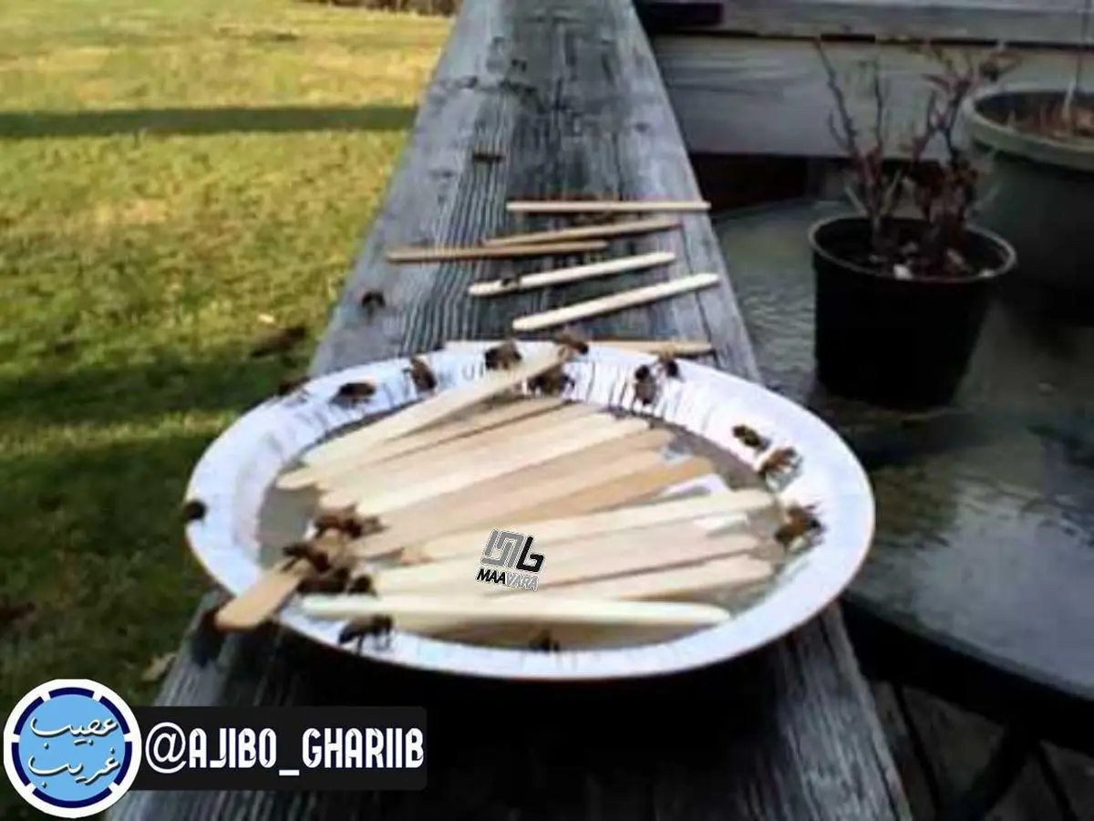پذیرایی از زنبورها با شکر و آب