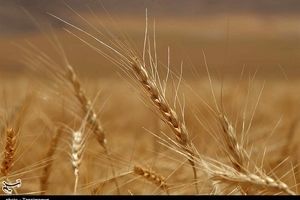 استان کرمانشاه در تأمین گندم مورد نیاز به خودکفایی کامل رسید