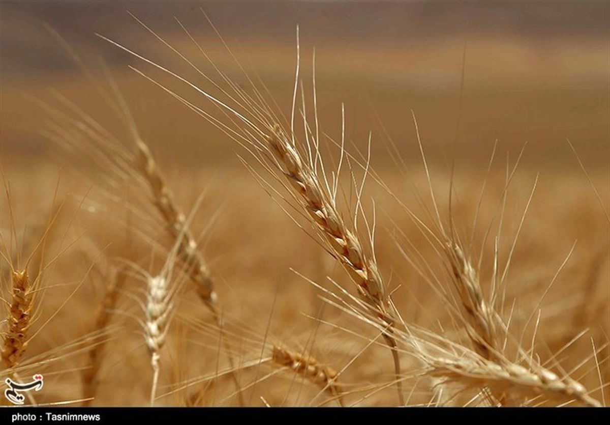 استان کرمانشاه در تأمین گندم مورد نیاز به خودکفایی کامل رسید