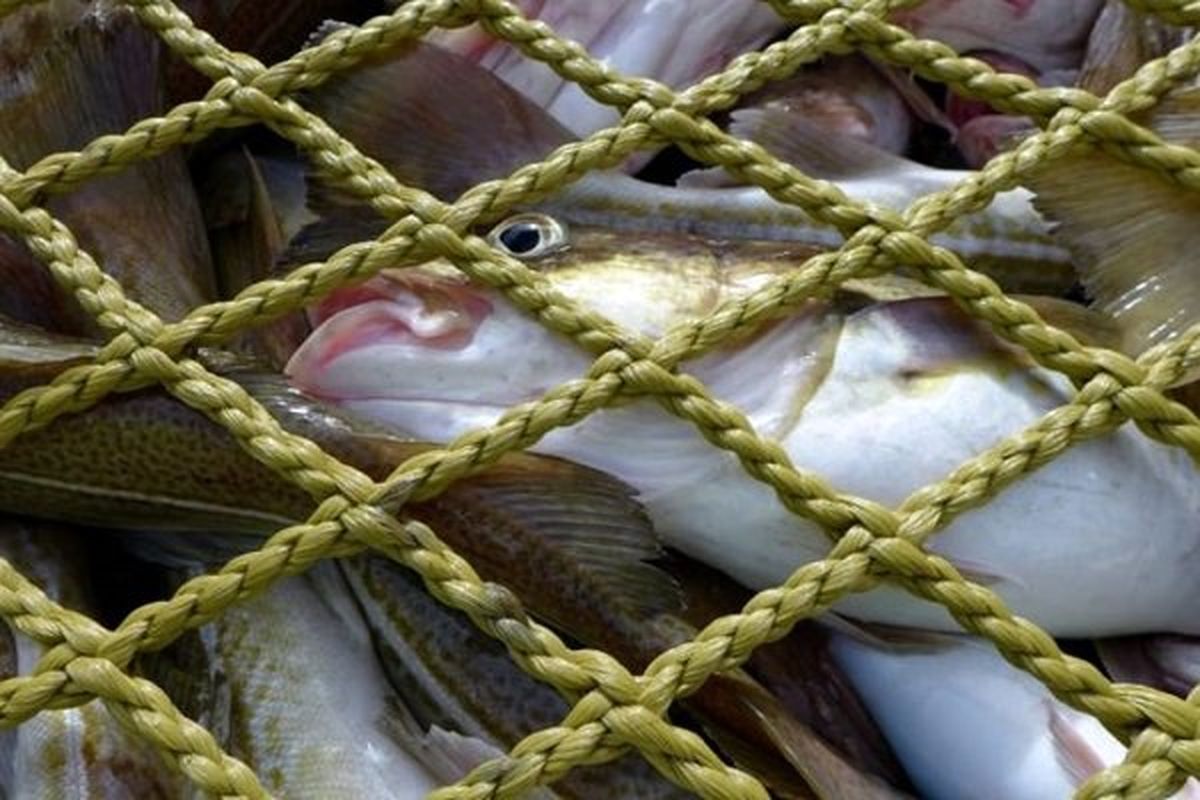 ممنوعیت صید ماهی و آبزیان در اندیمشک