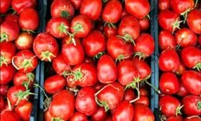 گوجه فرنگی یا بادمجان ارمنی