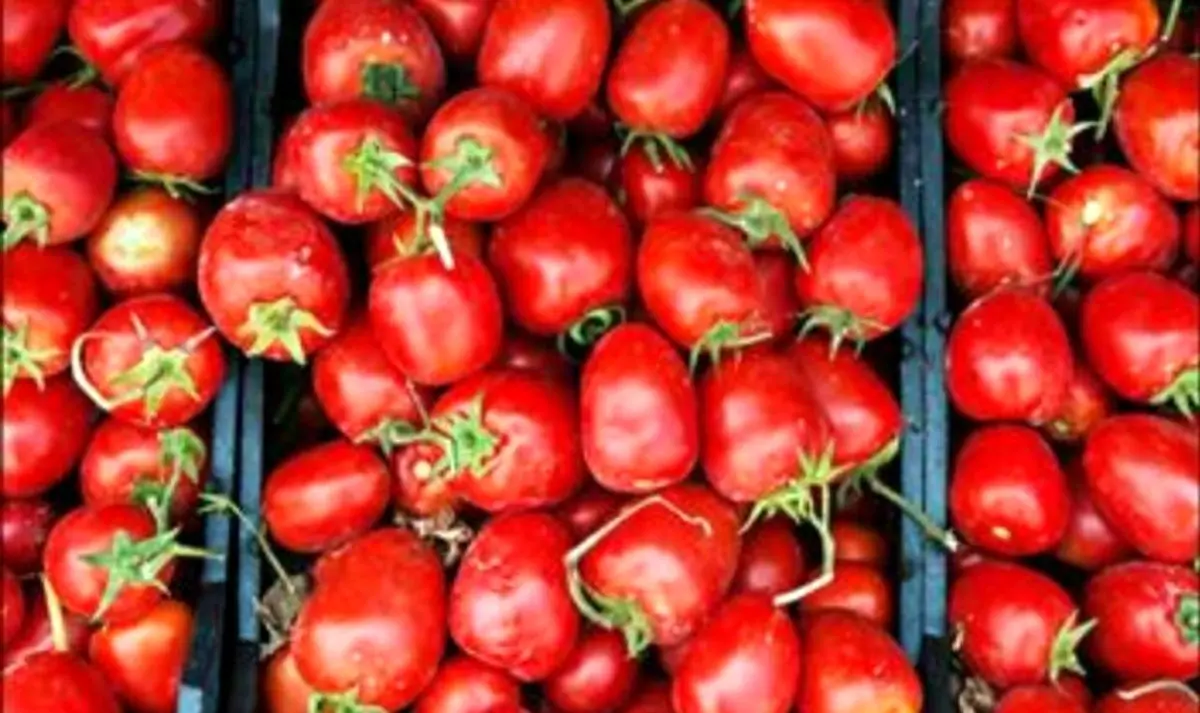 گوجه فرنگی یا بادمجان ارمنی