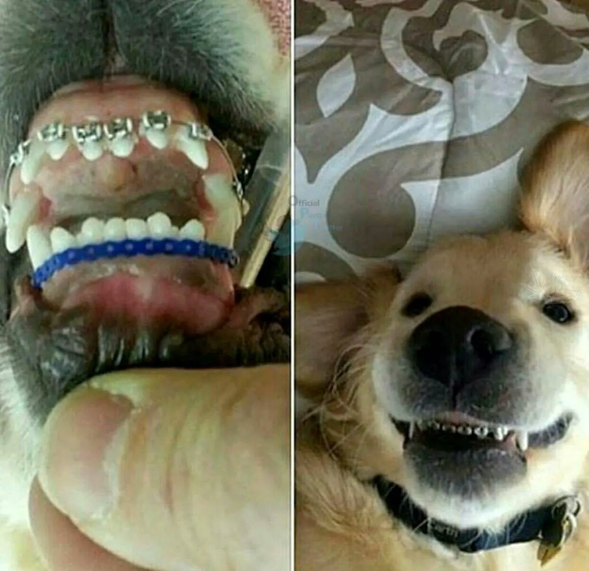 بیداد تجملات! ارتودنسی سگ ها