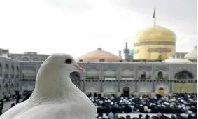 زائر خوش صدا در صحن حرم امام رضا(ع)