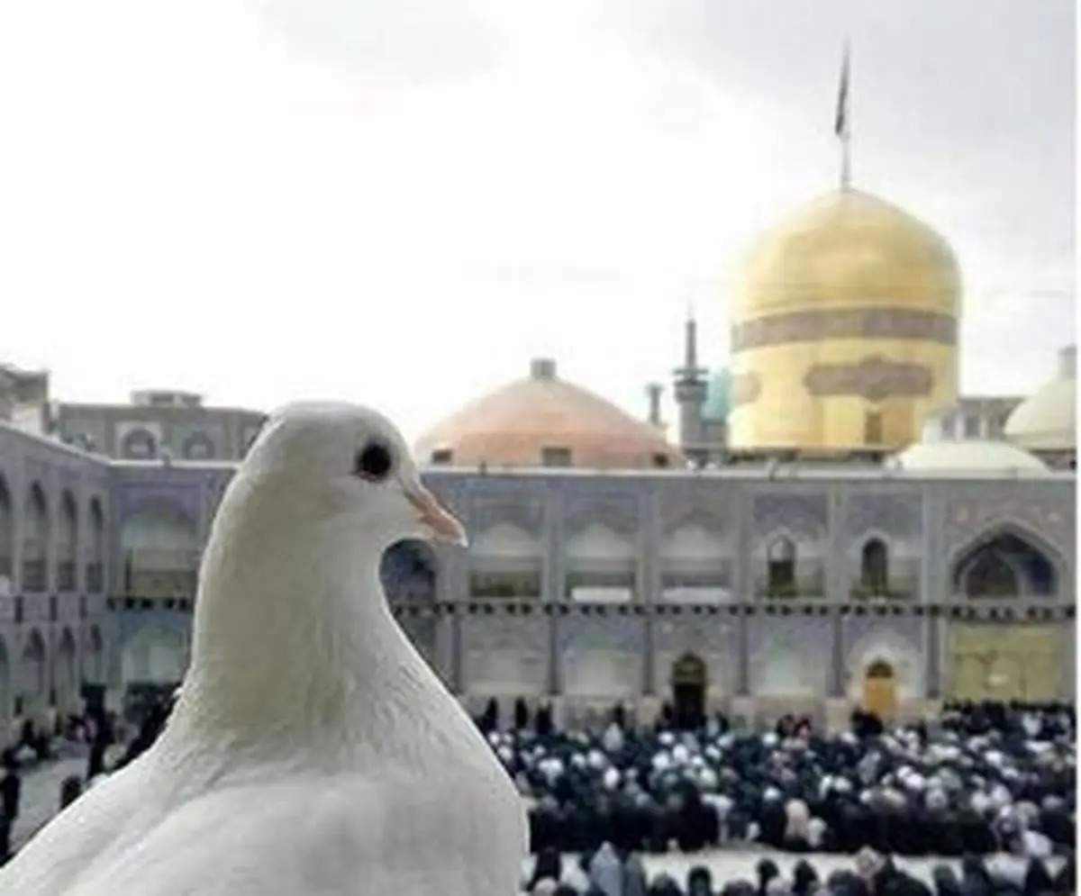 زائر خوش صدا در صحن حرم امام رضا(ع)