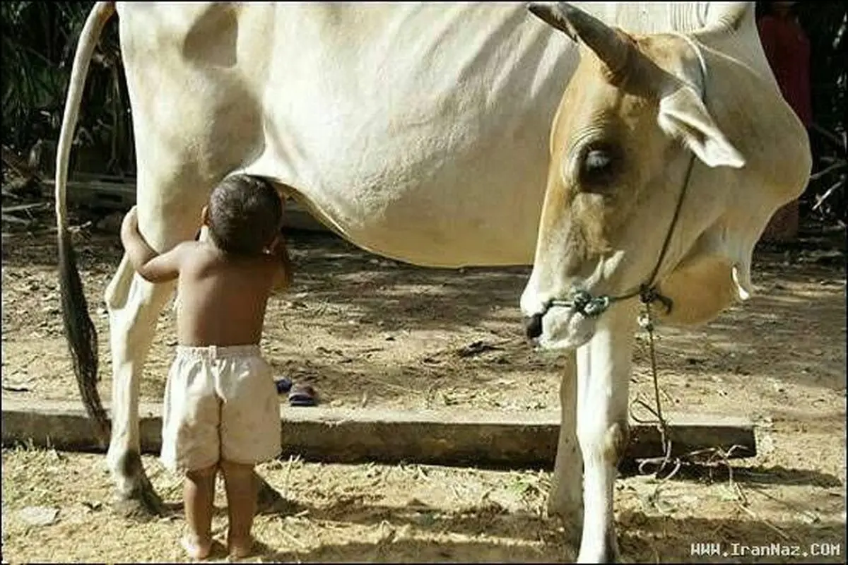 عکسی از عاطفه یک حیوان به یک کودک گرسنه