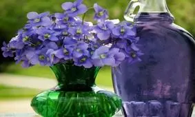 مهم ترین خواص روغن گل بنفشه