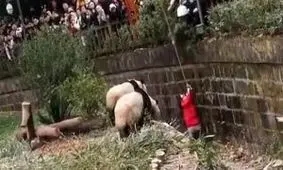 لحظه ترسناک سقوط یک دختر به قفس خرس‌ها + فیلم