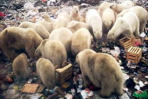 هجوم خرس‌های قطبی در روسیه/ اعلام وضعیت اضطراری