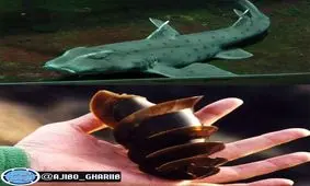 شکل عجیب تخم یک نوع کوسه وحشی+عکس