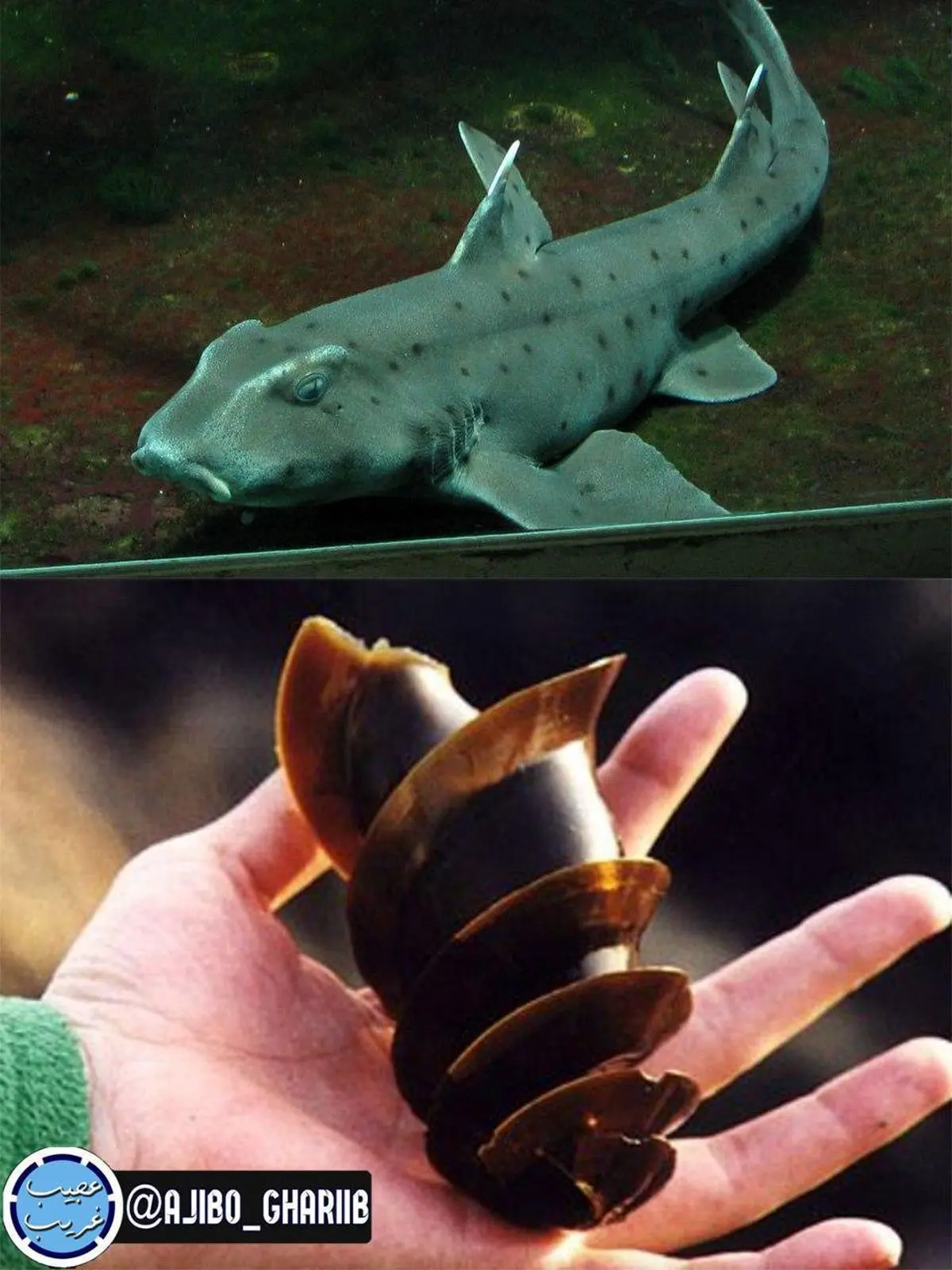 شکل عجیب تخم یک نوع کوسه وحشی+عکس