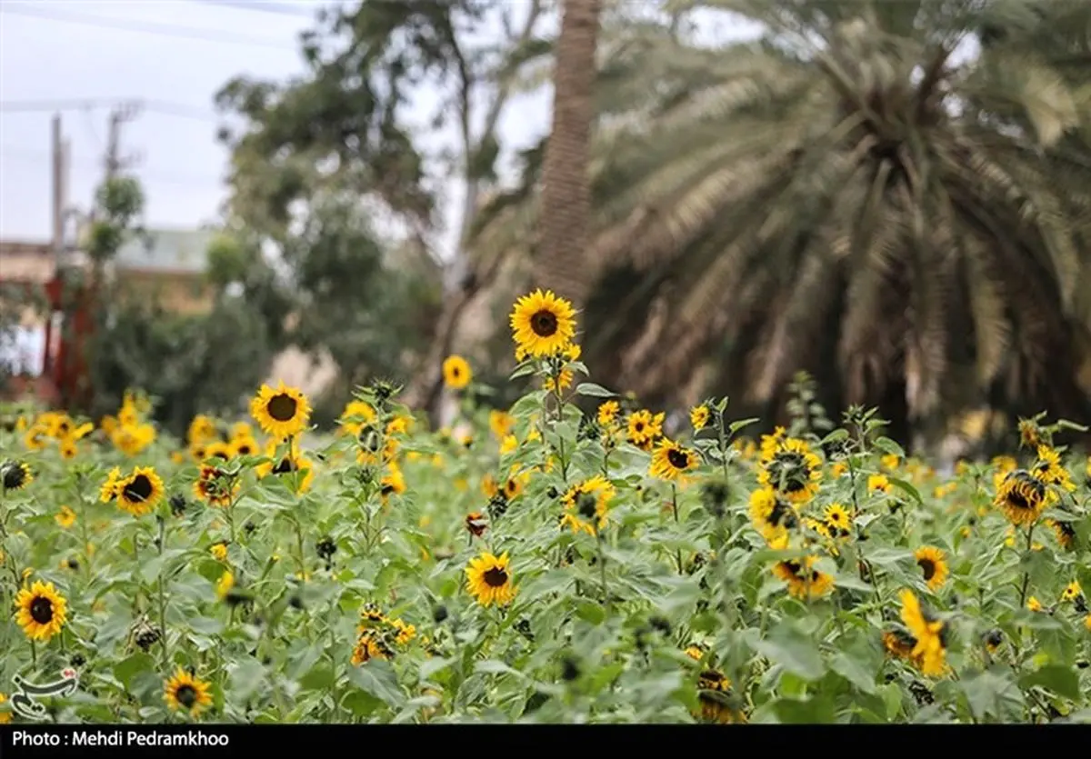 زیبایی مزارع گل آفتابگردان اهواز از لنز دوربین