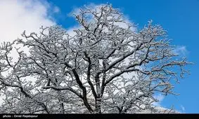 بازگشت زمستان به کویر؛ آسمان یزد برفی شد