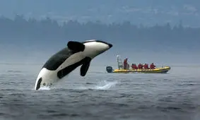 رفتارهای انسانی در حیوانات؛ کلاغ‌ها هم مراسم تدفین برگزار می‌کنند!