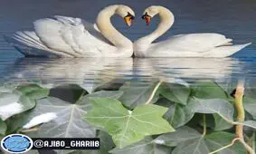 تاریخچه پیدایش نماد قلب