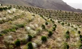 ۵۱ هزار هکتار از عرصه‌های طبیعی کهگیلویه و بویراحمد جنگل‌کاری شد