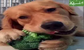 این سگ صاحبش را شفا داد + عکس