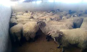 گزارش تصویری از ورود اولین محموله گوسفند زنده به کشور/ اولین محموله کشتار امروز وارد بازار شد