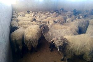 گزارش تصویری از ورود اولین محموله گوسفند زنده به کشور/ اولین محموله کشتار امروز وارد بازار شد