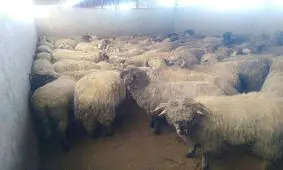 گزارش تصویری از ورود اولین محموله گوسفند زنده به کشور/ اولین محموله کشتار امروز وارد بازار شد