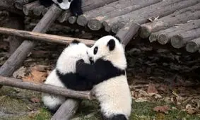 لحظات عاشقانه در حیات وحش +تصاویر