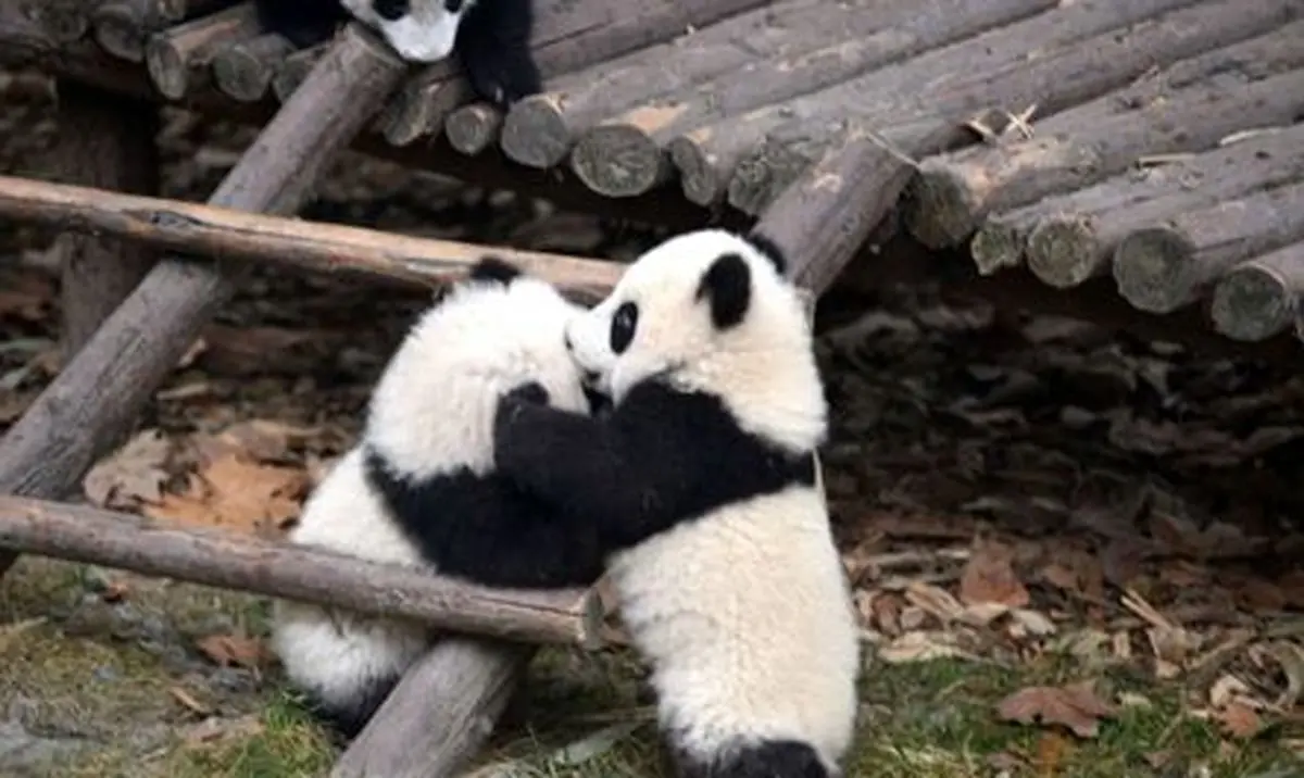 لحظات عاشقانه در حیات وحش +تصاویر