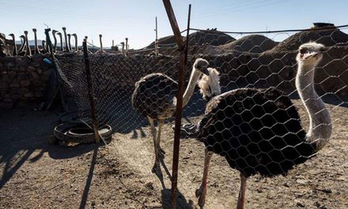 احیای روستای خالی از سکنه با پرورش شتر مرغ +تصاویر
