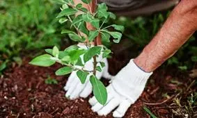 درخت رایگان بین شهروندان البرزی توزیع می‌شود