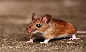 شکنجه موش بخاطر شارژر موبایل ! + تصاویر