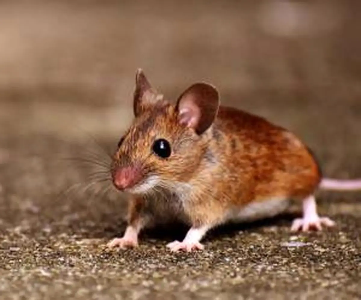 شکنجه موش بخاطر شارژر موبایل ! + تصاویر