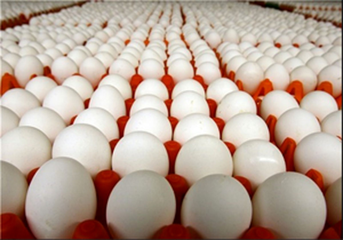 ممنوعیت صادرات تخم مرغ دردسر ساز شد