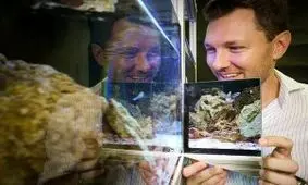 توانایی ماهی ها در شناختن خود در آیینه