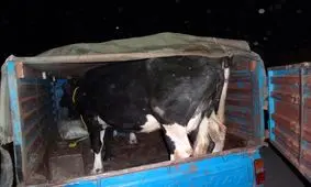 توقیف 5 میلیاردی دام قاچاق در "کردستان"