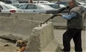 جنجال سگ‌های ولگرد به شورای شهر بندر ماهشهر کشیده شد